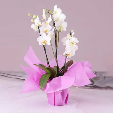 3 Stem White Orchid, Pink Wrapping, Phalaenopsis Orchid Plant, Elegant Home Decor Accent,Buy Graceful Harmony Online